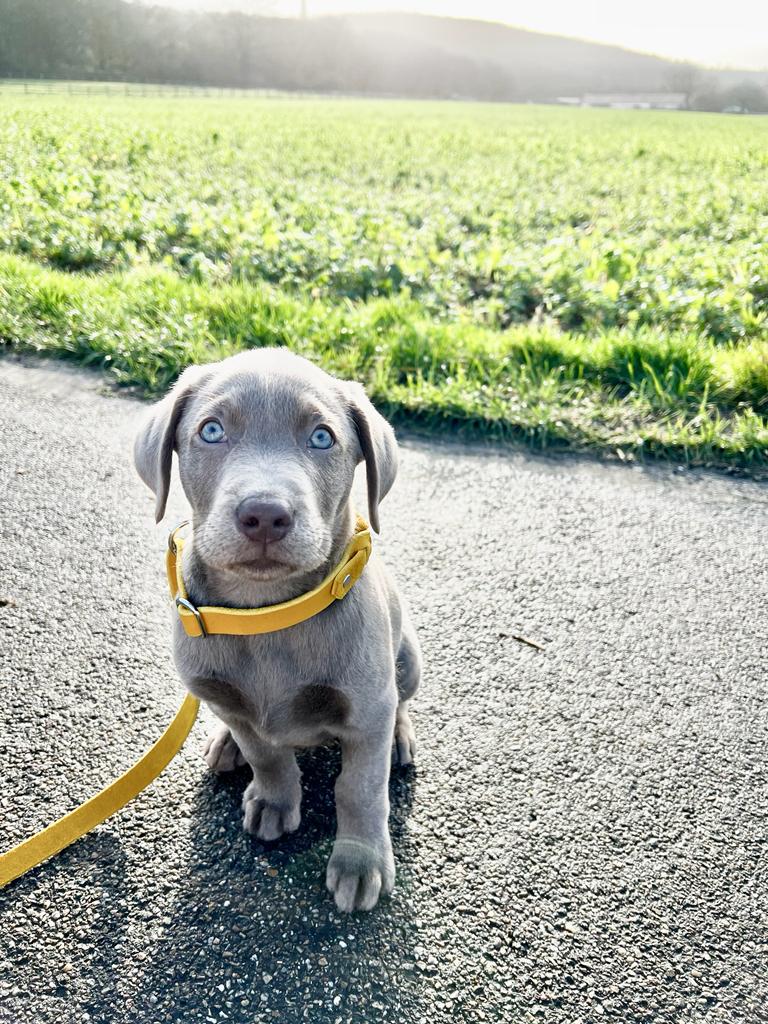 Retriever leash Leather