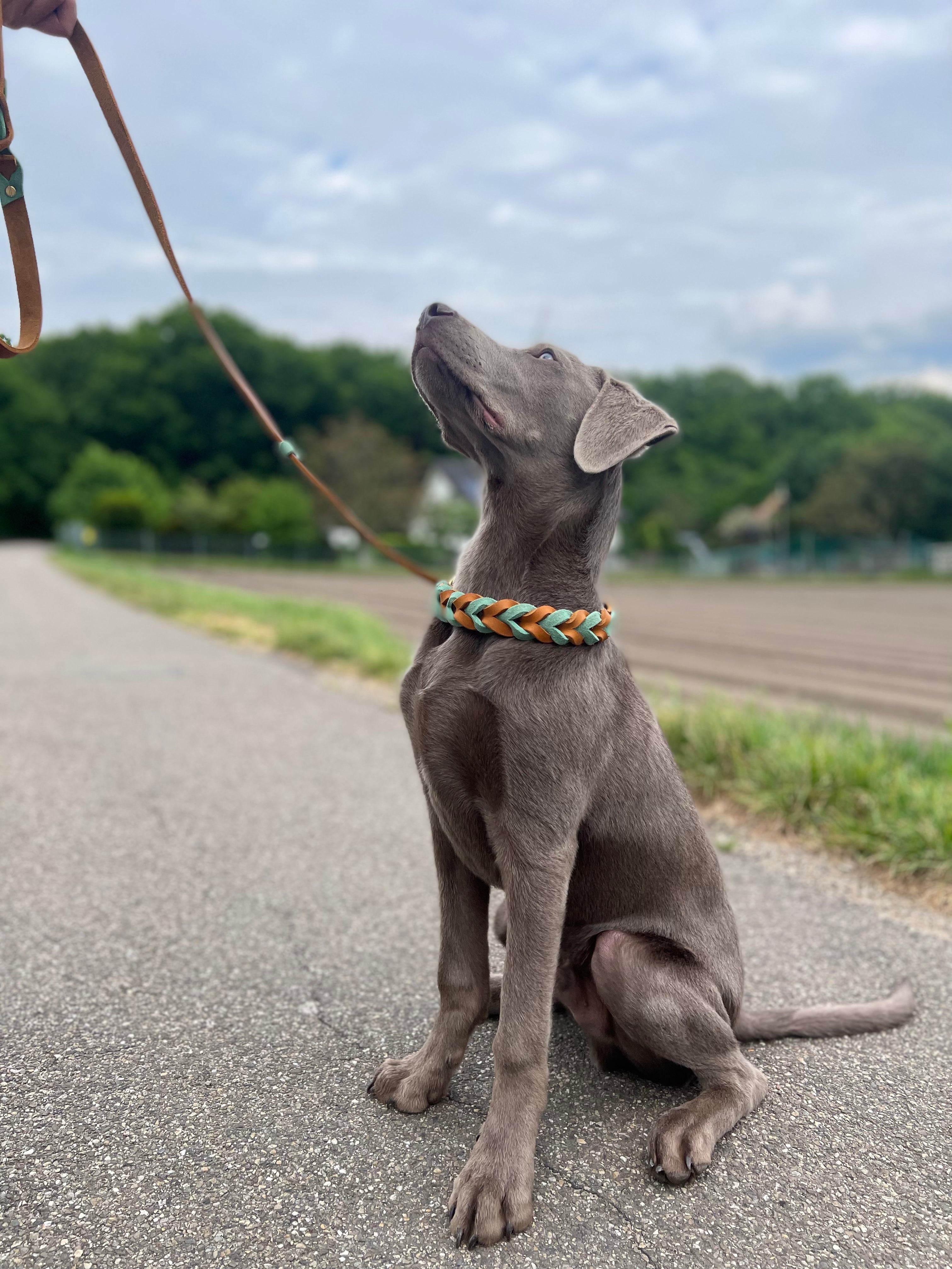 Retriever leash Mix &amp; Match