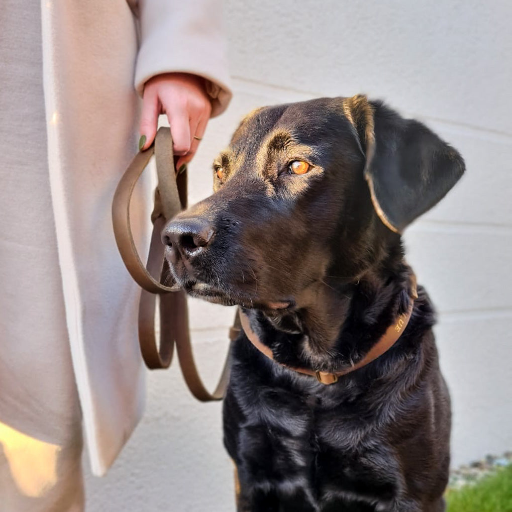 Retrieverleine Leather